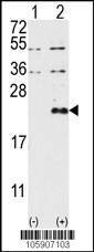 Anti-DUSP13-M1 (N-term) Antibody