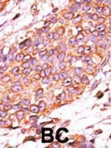 Anti-DUSP13-L184 (C-term) Antibody