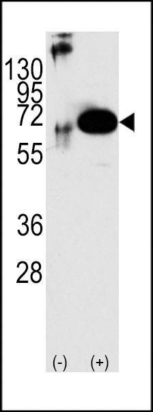 Anti-SHP2 Antibody