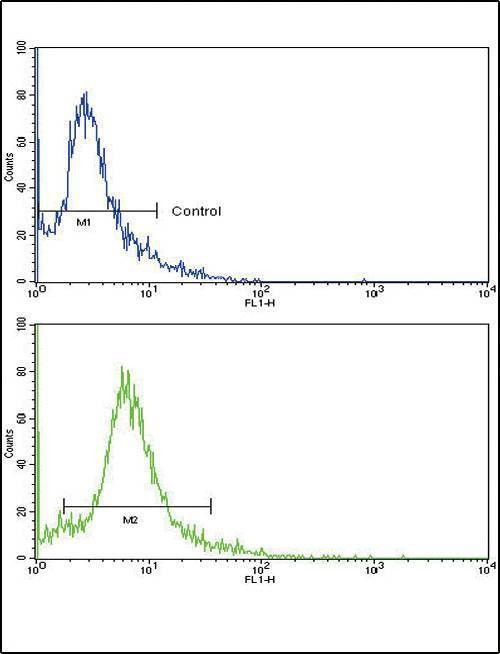 Anti-SKP2 (Center) Antibody