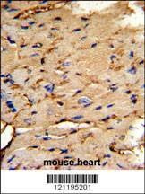 Anti-PEA-15 (C-term) Antibody