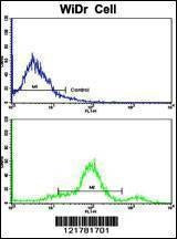 Anti-CCHCR1 (Center) Antibody