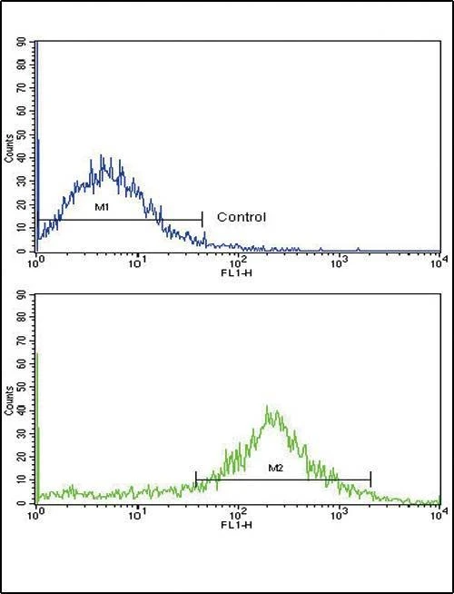 Anti-IL1B (Center) Antibody