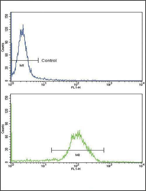 Anti-NPPA (N-term) Antibody