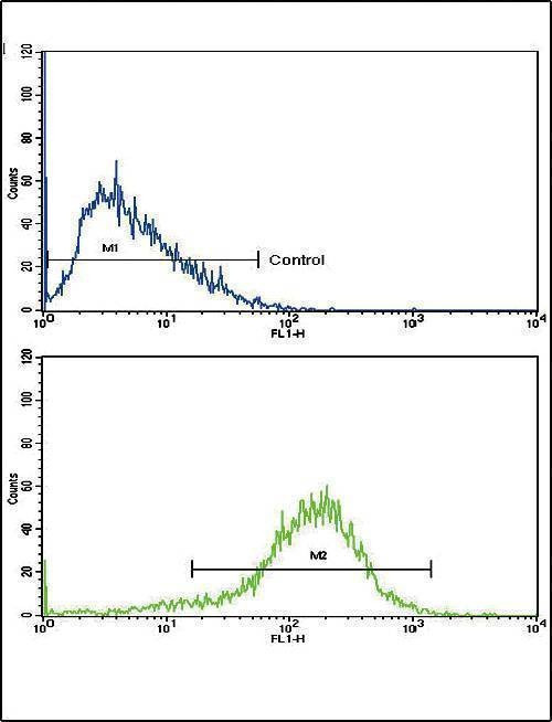 Anti-IFNB1 (N-term) Antibody