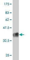 Anti-KLRB1 Antibody