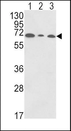 Anti-PIGR (C-term) Antibody