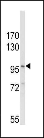 Anti-NLRP3 (N-term) Antibody