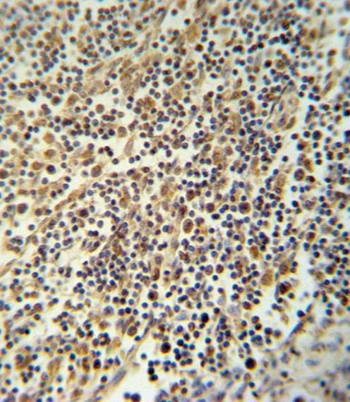 Anti-NLRP3 (N-term) Antibody