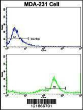 Anti-C5 (N-term) Antibody