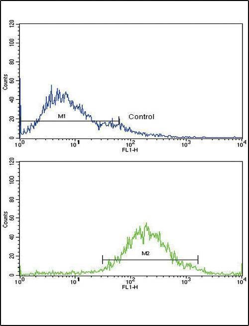 Anti-IGFBP2 (C-term) Antibody