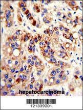 Anti-PON3 (N-term) Antibody