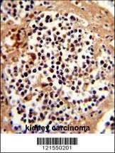 Anti-SERPINB7 (Center) Antibody