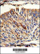 Anti-VTI1A (C-term) Antibody