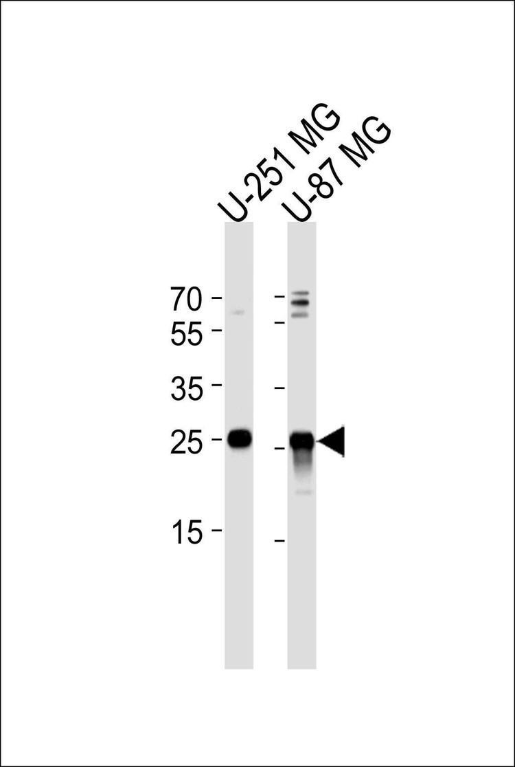 Anti-VTI1A (C-term) Antibody