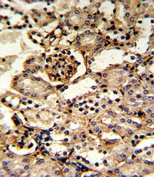Anti-GMPS (Center) Antibody