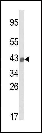 Anti-HLA-B (N-term) Antibody