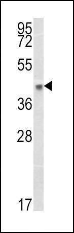 Anti-HLA-B (N-term) Antibody