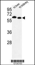 Anti-PRODH (Center) Antibody
