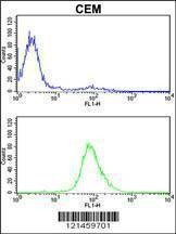 Anti-MPZ (C-term) Antibody