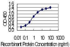 Anti-KRT24 Antibody