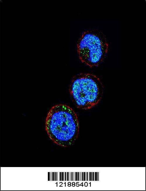 Anti-KLRC1 (C-term) Antibody
