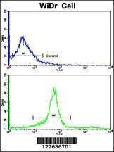 Anti-KLC1 (Center) Antibody