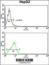 Anti-CYP4F3 (N-term) Antibody