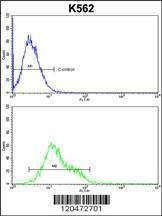 Anti-ICAM1 (C-term) Antibody