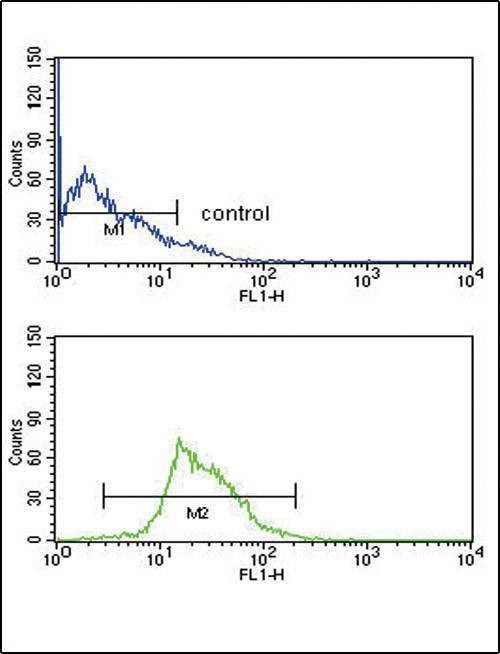 Anti-KMO (Center) Antibody