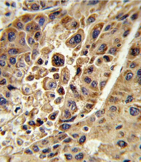 Anti-KMO (Center) Antibody