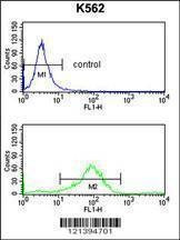 Anti-RAB7 (C-term) Antibody
