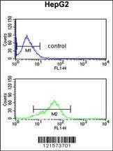 Anti-BANK1 (Center) Antibody