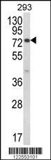 Anti-JAKMIP1 (Center) Antibody