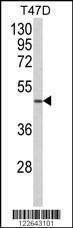 Anti-NCF1C (C-term) Antibody