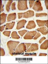 Anti-PECI (C-term) Antibody