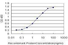 Anti-KYNU Antibody