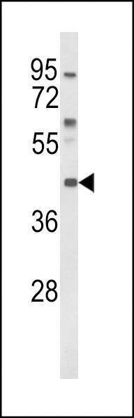 Anti-MC3R (Center) Antibody