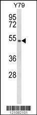 Anti-GTF2H4 (Center) Antibody