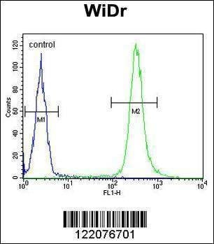 Anti-ANXA7 (Center) Antibody
