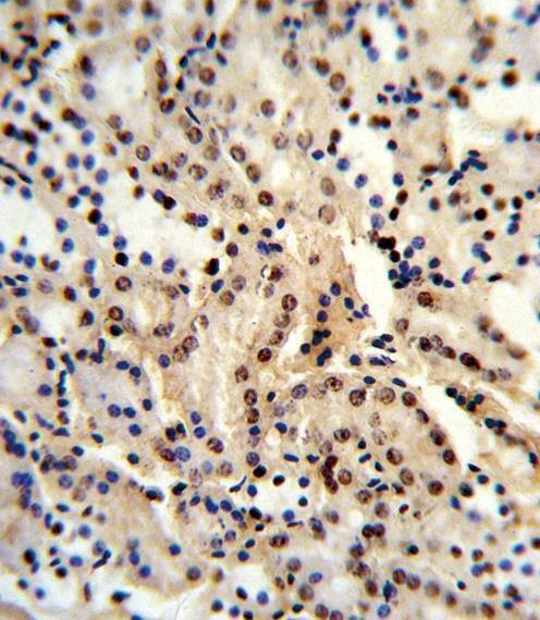 Anti-BAT1 (C-term) Antibody