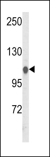 Anti-HSPA4L (C-term) Antibody