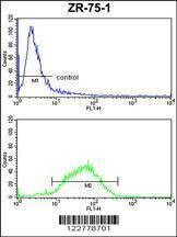 Anti-HSPA4L (C-term) Antibody