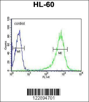 Anti-RGS1 (N-term) Antibody