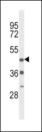 Anti-DRD4 (Center) Antibody