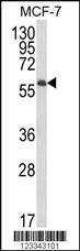 Anti-IL10RA (Center) Antibody