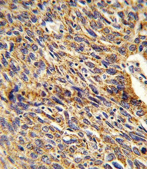 Anti-DCI (C-term) Antibody