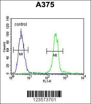 Anti-CTHRC1 (N-term) Antibody