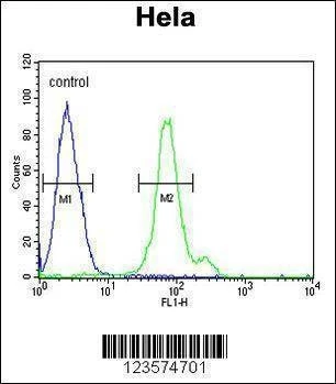 Anti-CTPS2 (N-term) Antibody