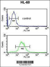 Anti-IGH (C-term) Antibody